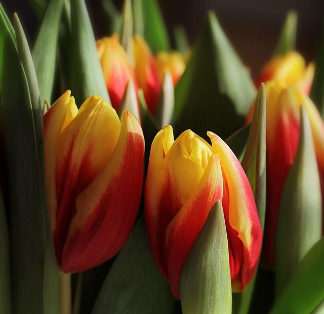 Tulpe einfache frühe "Flair"