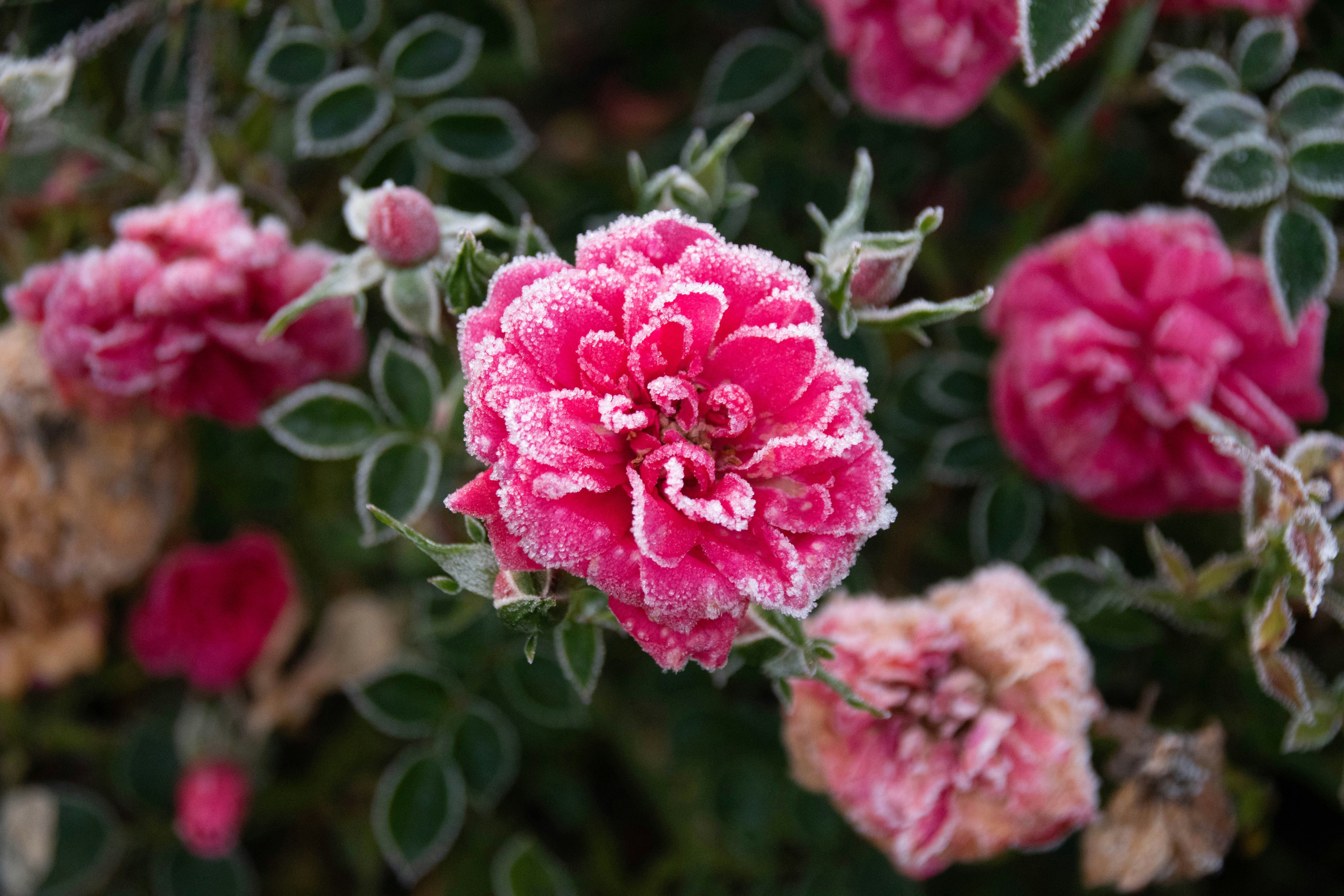 Blumen im Winter