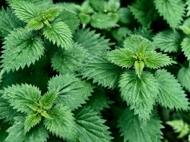 Brennnessel (Urtica) mit gezähnten, sattgrünen Blättern und frischem Austrieb in Nahaufnahme