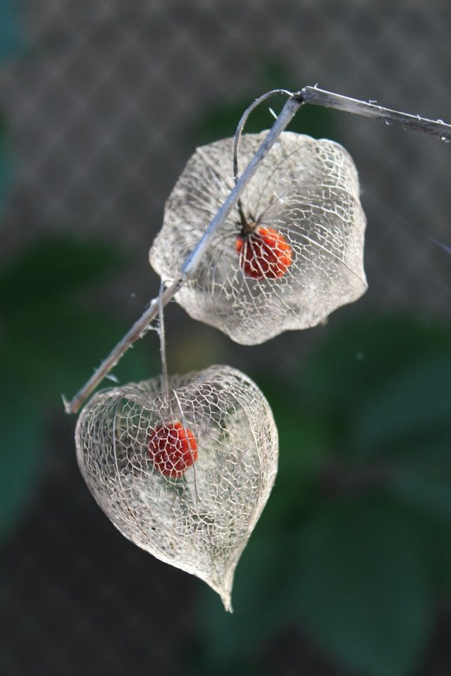 Zwei filigrane, skelettierte Lampionhüllen (Physalis) mit roten Beeren im Inneren, hängend an einem dünnen Zweig vor unscharfem Hintergrund.
