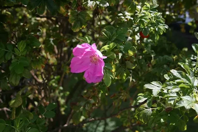 Rosa Wildrose mit gelber Mitte im grünen Strauch