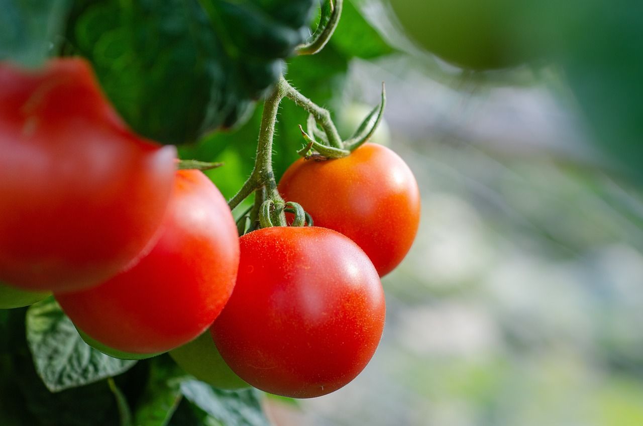 Tomatenpflanze im Freien 