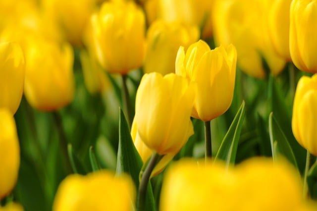 Triumph Tulpen "Caractère"