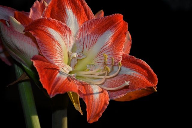 Rot und Weiß Amaryllis Blüte