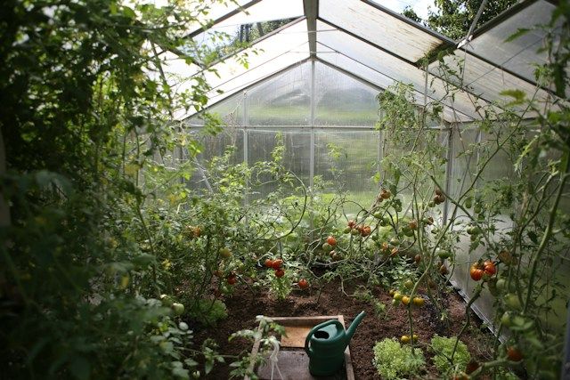 Gewächshaus mit Tomaten