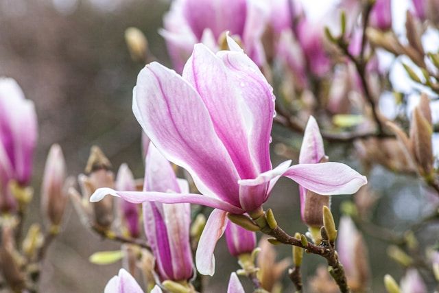 Rosa blühende Magnolie (Magnolia) mit großen, kelchförmigen Blüten an kahlen Zweigen in Nahaufnahme