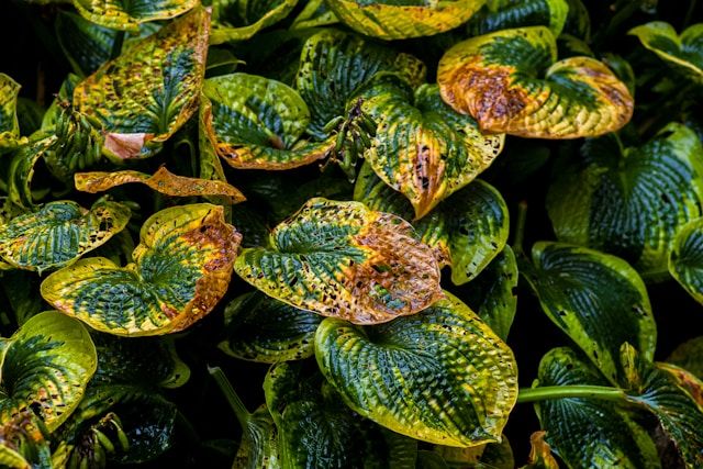 Großblättrige Funkie (Hosta) mit gelb-grün panaschierten, teils braun verfärbten Blättern in Nahaufnahme
